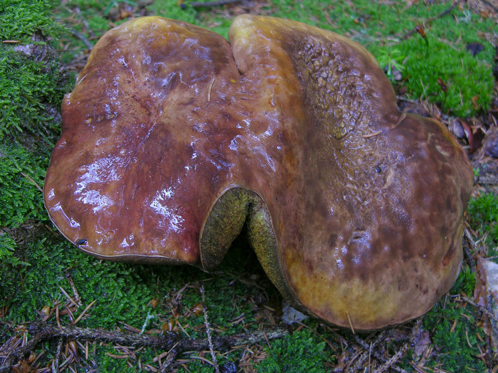 Pioggia per 2 giorni...i funghi arriveranno